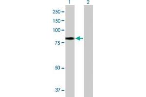 Western Blot analysis of TF expression in transfected 293T cell line by TF MaxPab polyclonal antibody. (Transferrin antibody  (AA 1-698))