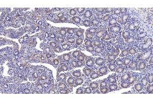Detection of MPO in Bovine Small intestine Tissue using Monoclonal Antibody to Myeloperoxidase (MPO) (Myeloperoxidase antibody)