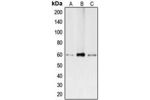 Western blot analysis of BMP2 expression in Caco2 (A), HepG2 (B), THP1 (C) whole cell lysates.