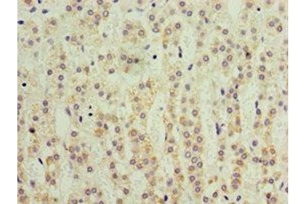 KLF3 antibody  (AA 1-240)