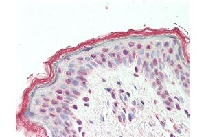 Anti-TGIF2 antibody IHC staining of human skin. (TGIF2 antibody  (AA 211-220))