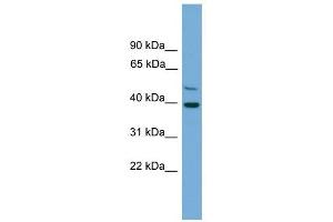 C21orf58 antibody used at 1 ug/ml to detect target protein. (C21orf58 antibody  (N-Term))