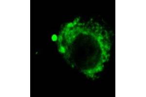 Immunocytochemistry/Immunofluorescence analysis using Rat Anti-LAMP2 Monoclonal Antibody, Clone GL2A7 . (LAMP2 antibody  (Atto 594))