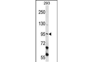 Western blot analysis in 293 cell line lysates (35ug/lane). (ECT2 antibody  (AA 597-625))