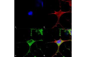 Immunocytochemistry/Immunofluorescence analysis using Mouse Anti-Clcn3 Monoclonal Antibody, Clone S258-5 (ABIN2485485). (CLCN3 antibody  (AA 98-115) (PE))