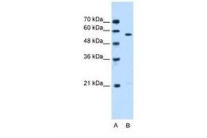 Image no. 1 for anti-serine/threonine Kinase 3 (STK3) (N-Term) antibody (ABIN6738491)