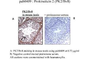 Image no. 1 for anti-Prokineticin 2 (PROK2) (C-Term) antibody (ABIN347481) (PROK2 antibody  (C-Term))