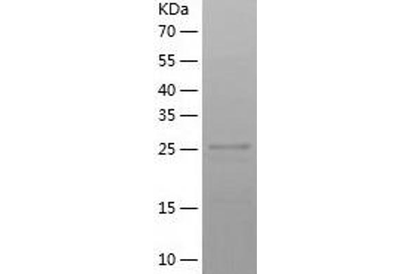 CLIC4 Protein (AA 1-253) (His tag)