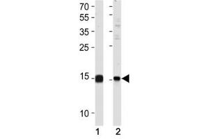 SUMO2/3 antibody western blot analysis in (1) 293 and (2) HeLa lysate (SUMO2/3 antibody  (AA 53-84))