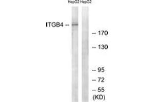 Western Blotting (WB) image for anti-Integrin beta 4 (ITGB4) (AA 1481-1530) antibody (ABIN2888891) (Integrin beta 4 antibody  (AA 1481-1530))
