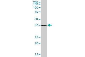 PHF7 MaxPab polyclonal antibody. (PHF7 antibody  (AA 1-381))