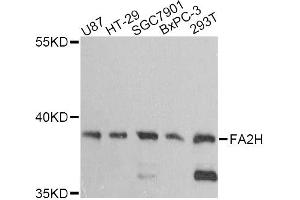 Western blot analysis of extracts of various cell lines, using FA2H antibody (ABIN6292084) at 1:3000 dilution.