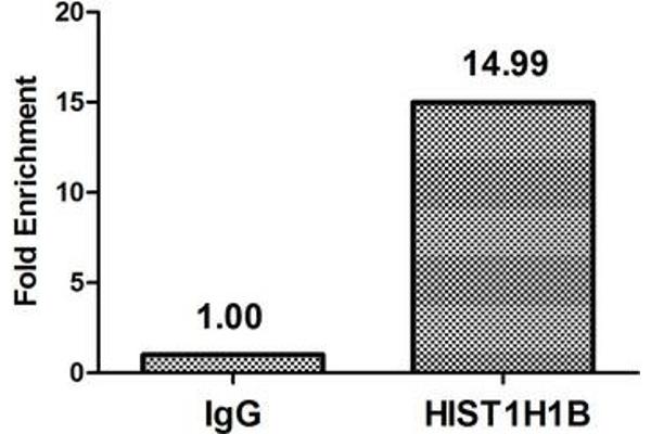 Histone H1.5 antibody  (pThr154)