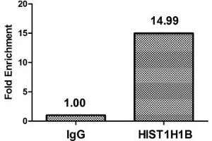 Chromatin Immunoprecipitation Hela (4*10 6 , treated with 100nM calyculin A for 60 min) were treated with Micrococcal Nuclease, sonicated, and immunoprecipitated with 5 μg anti-HIST1H1B (ABIN7139623) or a control normal rabbit IgG.