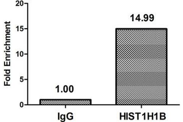 Histone H1.5 anticorps  (pThr154)