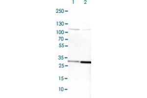 Western blot analysis of Lane 1: NIH-3T3 cell lysate (Mouse embryonic fibroblast cells) Lane 2: NBT-II cell lysate (Rat Wistar bladder tumour cells) with CYC1 polyclonal antibody  at 1:100-1:250 dilution.