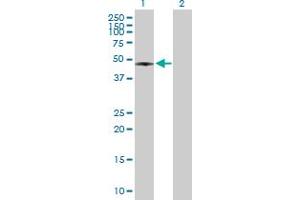 Western Blot analysis of RASSF8 expression in transfected 293T cell line by RASSF8 MaxPab polyclonal antibody.