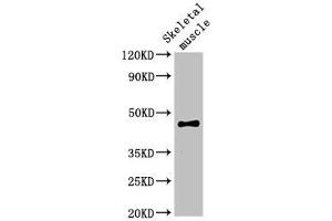 Western Blot Positive WB detected in: Rat skeletal muscle tissue All lanes: OLFML3 antibody at 2 μg/mL Secondary Goat polyclonal to rabbit IgG at 1/50000 dilution Predicted band size: 47, 44, 33 kDa Observed band size: 47 kDa (OLFML3 antibody  (AA 201-406))