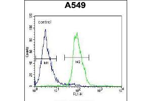 Flow cytometric analysis of A549 cells (right histogram) compared to a negative control cell (left histogram). (DCAF10 antibody  (N-Term))