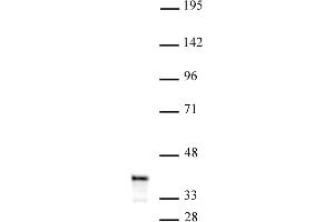 PDX1 antibody (pAb) tested by Western blot. (PDX1 antibody  (N-Term))