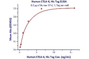 Immobilized Human B7-1, Fc Tag  with a linear range of 0. (CTLA4 Protein (AA 37-162) (His tag))