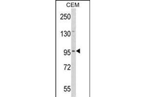 Western blot analysis of DZIP1 Antibody (Center) (ABIN652872 and ABIN2842565) in CEM cell line lysates (35 μg/lane).