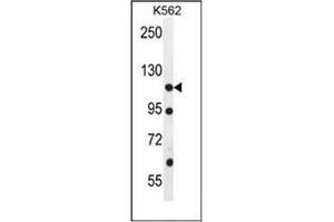 Western blot analysis of ECT2L Antibody (C-term) in K562 cell line lysates (35ug/lane). (ECT2L antibody  (C-Term))