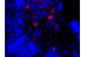 Frozen mouse lymph node section was stained with Goat Anti-Mouse IgM, Human ads-TXRD followed by DAPI. (Goat anti-Mouse IgM (Heavy Chain) Antibody (Texas Red (TR)))