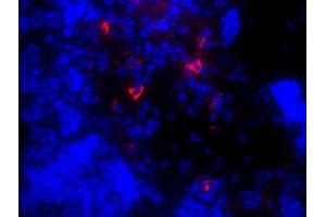 Frozen mouse lymph node section was stained with Goat Anti-Mouse IgM, Human ads-TXRD followed by DAPI.