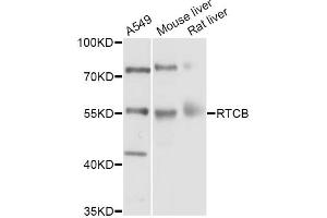 Western blot analysis of extracts of various cell lines, using RTCB Antibody (ABIN5998730) at 1/1000 dilution. (C22orf28 antibody)