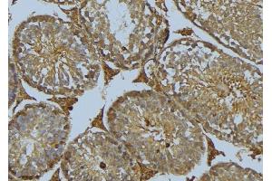 ABIN6275079 at 1/100 staining Mouse testis tissue by IHC-P. (DNAJB11 antibody  (N-Term))