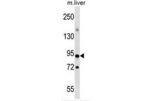 Wwestern blot analysis in mouse liver tissue lysates (35ug/lane) using CpG-binding protein/CXXC1 antibody .