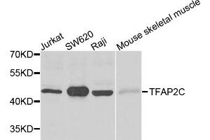 Western blot analysis of extracts of various cell lines, using TFAP2C antibody (ABIN5995382) at 1/500 dilution.