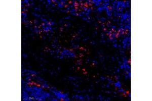 Immunofluorescence (Paraffin-embedded Sections) (IF (p)) image for anti-Lactotransferrin (LTF) antibody (ABIN7074457)