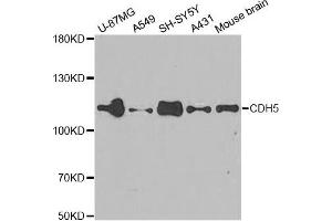 Western blot analysis of extracts of various cell lines, using CDH5 antibody. (Cadherin 5 antibody)