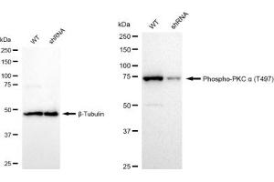 Western blotting analysis using Phospho-PKC alpha (T497) antibody (ABIN7799986).