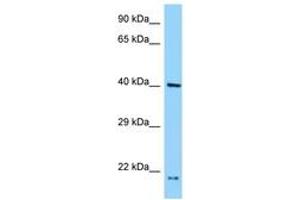 Image no. 1 for anti-PRP18 Pre-mRNA Processing Factor 18 (PRPF18) (N-Term) antibody (ABIN6748064) (PRPF18 antibody  (N-Term))
