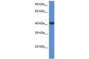 Image no. 1 for anti-X-Ray Repair Complementing Defective Repair in Chinese Hamster Cells 3 (XRCC3) (AA 122-171) antibody (ABIN6747308) (XRCC3 antibody  (AA 122-171))