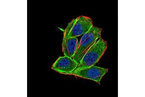 Immunofluorescence analysis of Hela cells using PDGFRA 8E12F2 HELA 100 mouse mAb (green). (PDGFRA antibody  (AA 361-528))