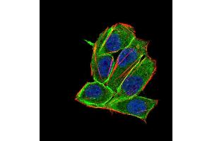 Immunofluorescence analysis of Hela cells using PDGFRA 8E12F2 HELA 100 mouse mAb (green).