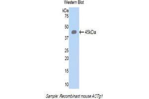 Western Blotting (WB) image for anti-Actin, gamma 1 (ACTG1) (AA 1-375) antibody (ABIN1077746)