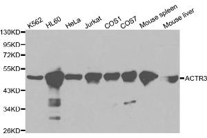 Western blot analysis of extracts of various cell lines, using ACTR3 antibody (ABIN5970423) at 1/1000 dilution. (ACTR3 antibody)