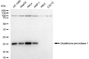 Western blotting analysis using Glutathione peroxidase 1 antibody (ABIN7798752).