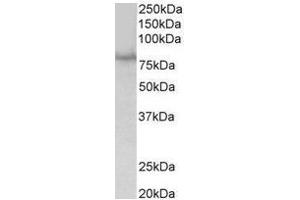 AP31682PU-N (1µg/ml) staining of HEK293 lysate (35µg protein in RIPA buffer). (SIM1 antibody  (Internal Region))