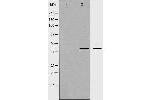 Western blot analysis of CCR7 expression in K562. (CCR7 antibody  (Internal Region))