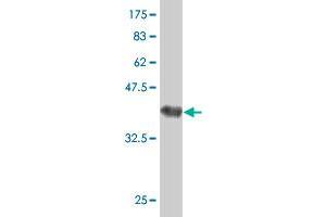 Western Blot detection against Immunogen (37. (Tetraspanin 7 antibody  (AA 113-212))