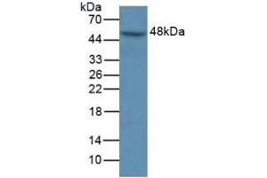 Detection of MAPK9 in Human A549 Cells using Polyclonal Antibody to Mitogen Activated Protein Kinase 9 (MAPK9) (JNK2 antibody  (AA 130-387))