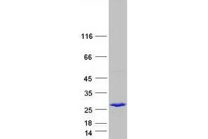 Validation with Western Blot (NIPSNAP3B Protein (Myc-DYKDDDDK Tag))