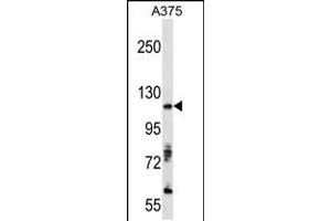 Western blot analysis of anti-AXL Antibody in A375 cell line lysates (35ug/lane) (AXL antibody)