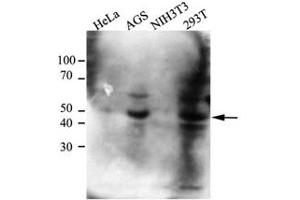 Western Blotting (WB) image for anti-C-terminal Binding Protein 1 (CTBP1) antibody (ABIN614306)
